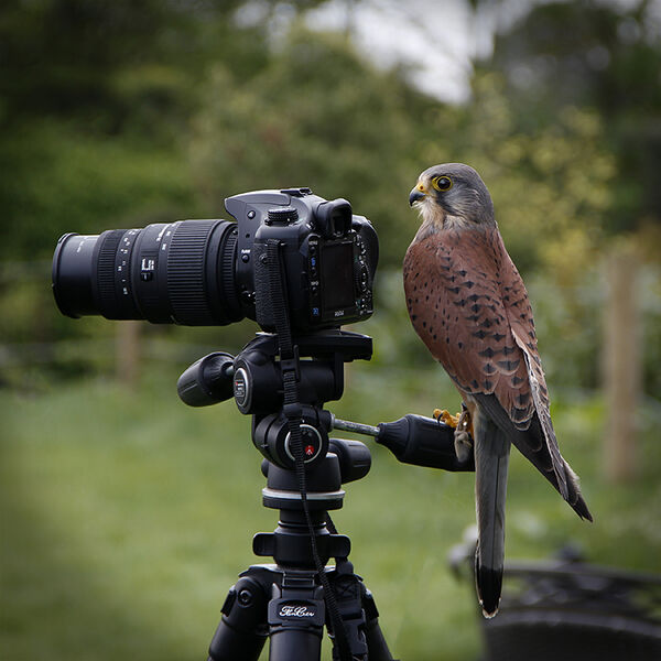 17. Watch The Birdie