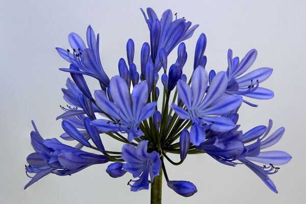 1 - Agapanthus