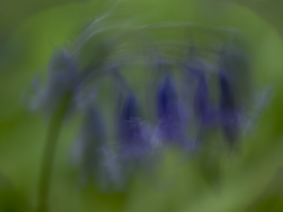 2. Bluebells in the Wind