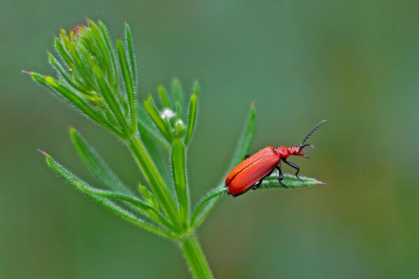 2. Cardinal Beetle