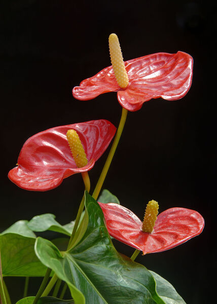 2 - Anthurium