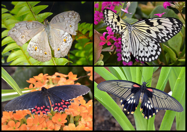 2 - Beautiful Quartet