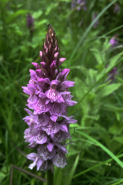3. Common Spotted Orchid