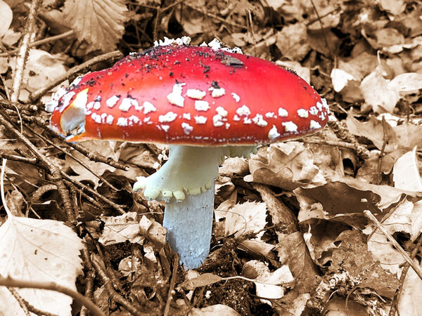 3 - Autumn Colour