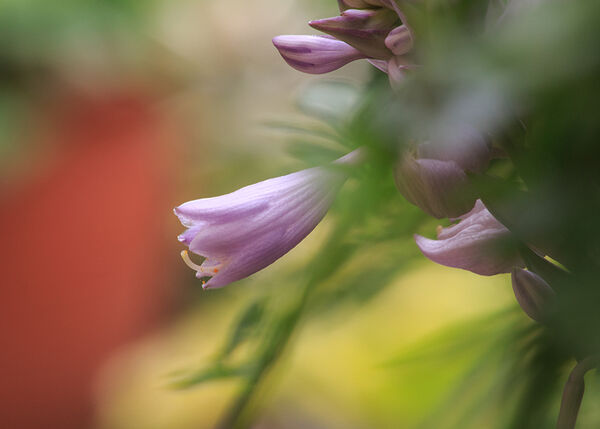 3 - Hosta Bloom
