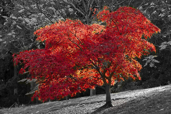 4 - Autumn's colours