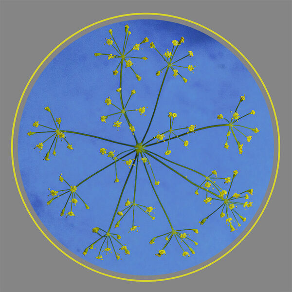 5. Fennel Flowerburst