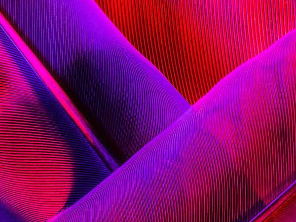 5 - Feathers