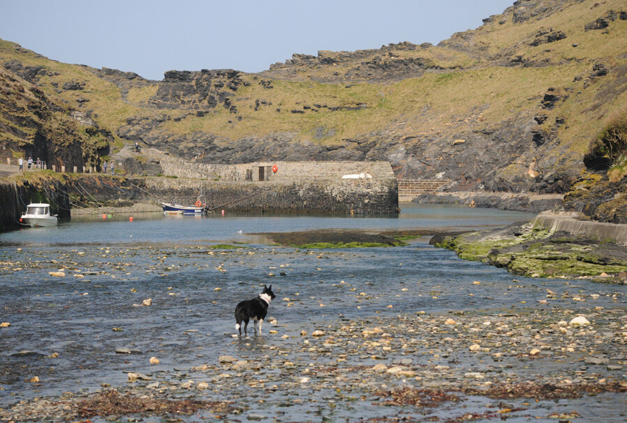 6. Harbour Dog