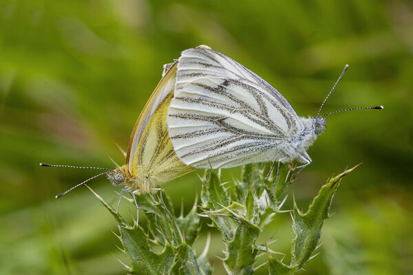 6 - Green Veined White Mating Pair