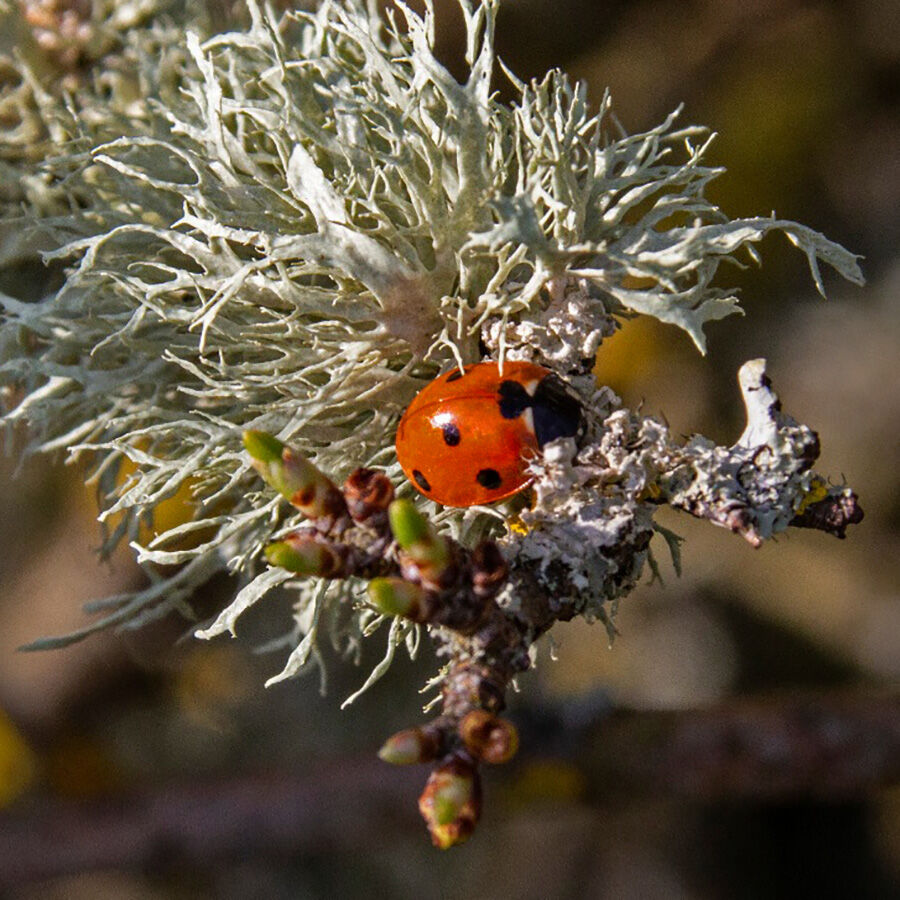 7. Ladybird and Lichen