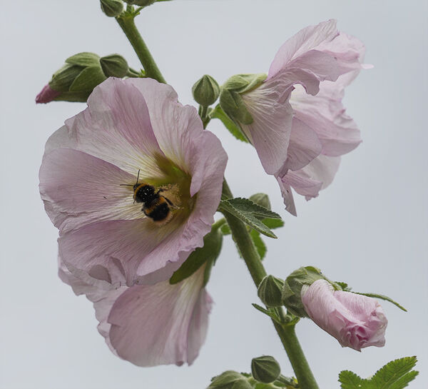 7 - Hollyhocks with Bee