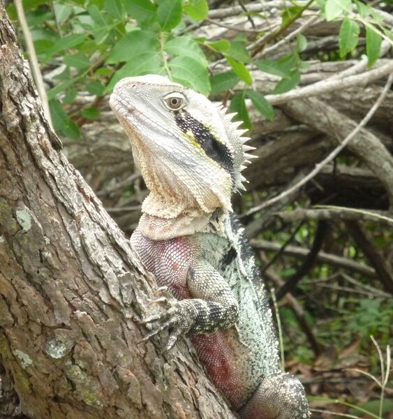 8 - Lizard