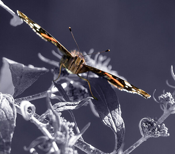 8 - Seeing Things Differently