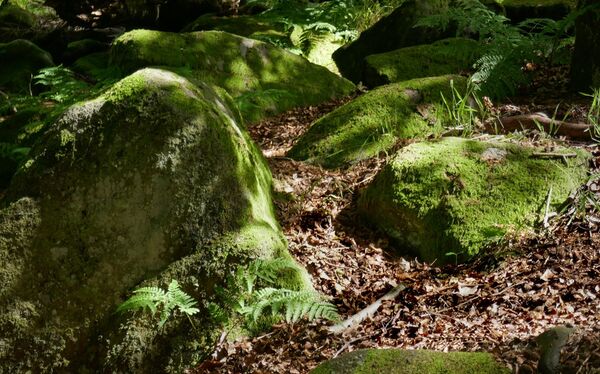 9. Mossy Rocks