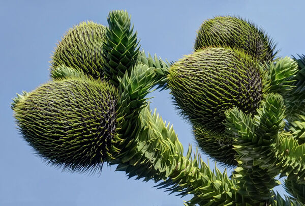 9 - Monkey Puzzle Cones