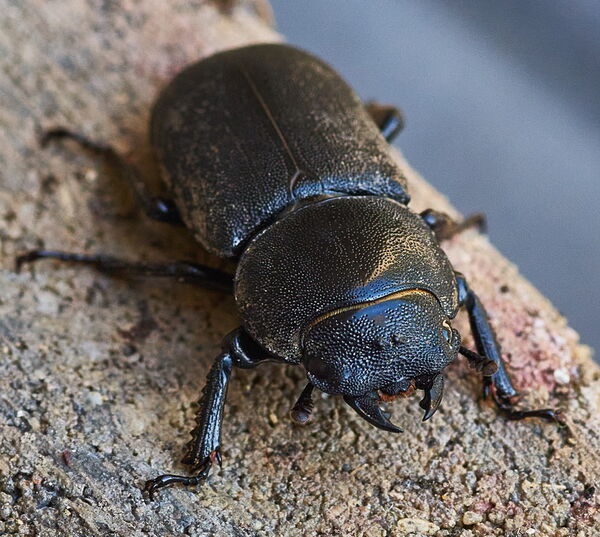 9 - Stag beetle