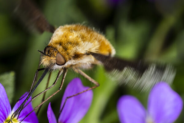 Bee-fly