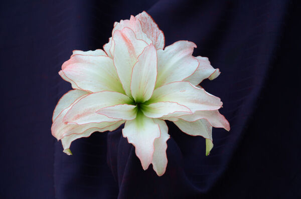 Amaryllis