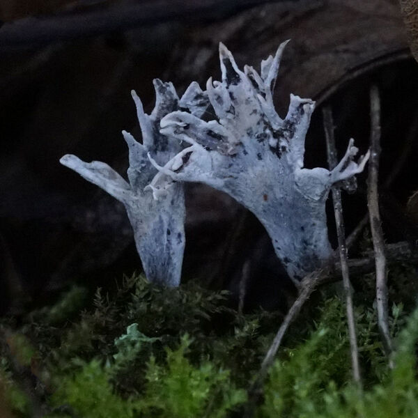Candlesnuff fungus