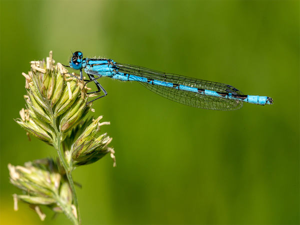 Common Blue damselfly