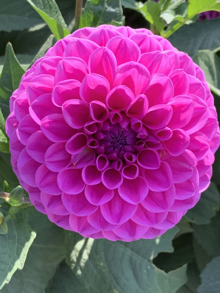 Dahlia