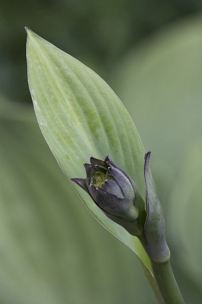 Emerging Hosta