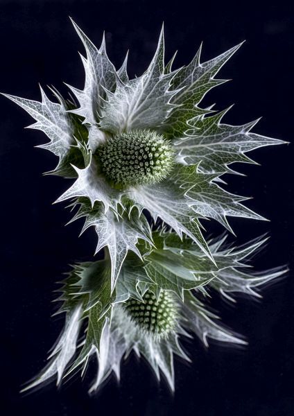6 Eryngium reflected