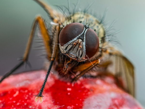 Fly on a cherry
