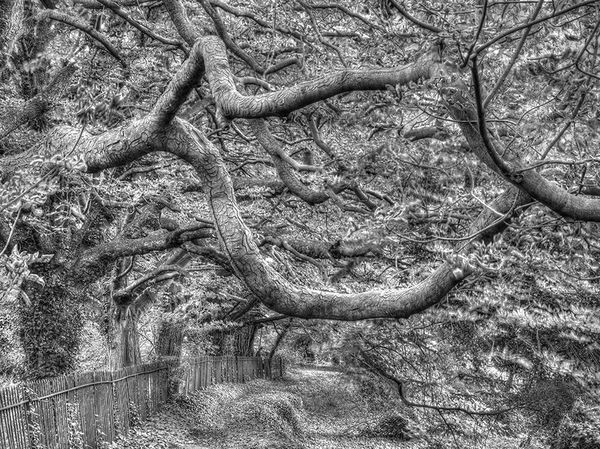Forgotten path, Culham