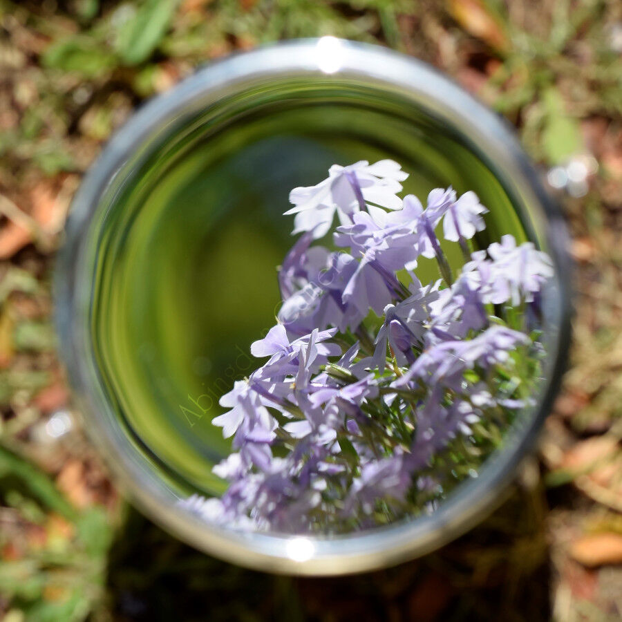 Garden reflection
