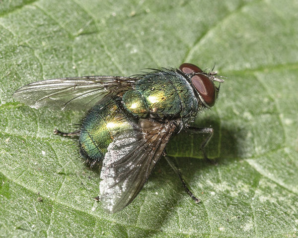Greenbottle fly