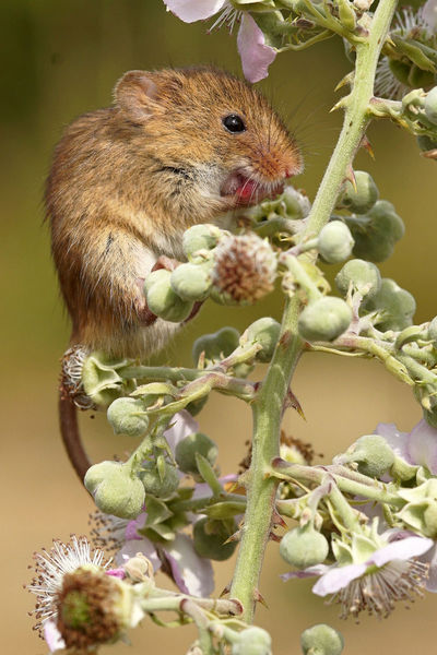Harvest mouse