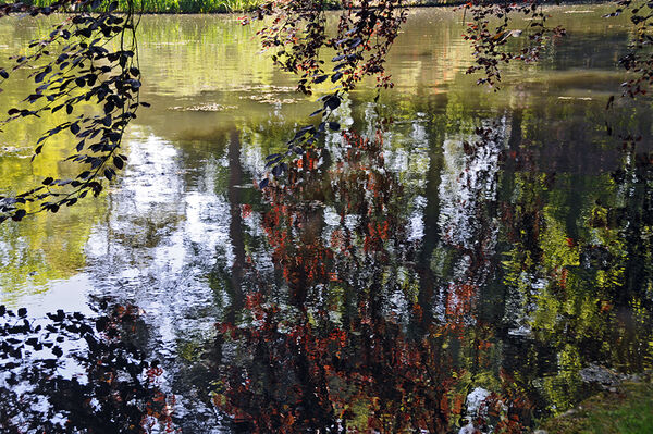 Lakeside reflections