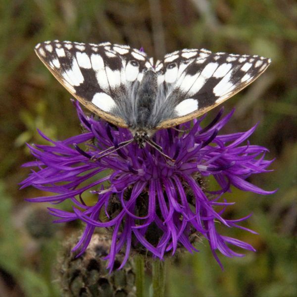 9 Marbled White on Thistle