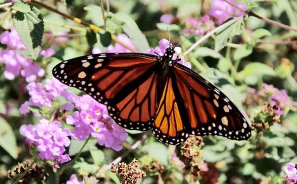 Monarch butterfly