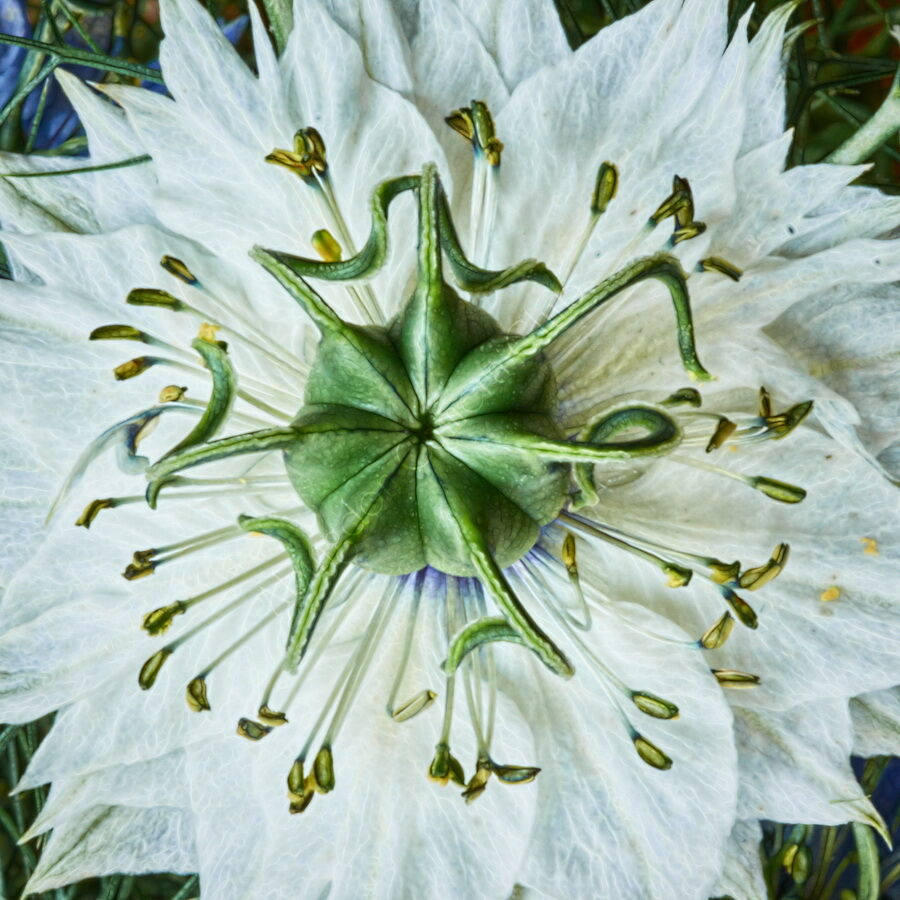 Nigella