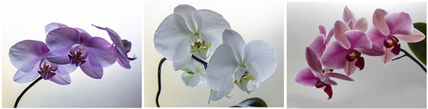 Orchid triptych