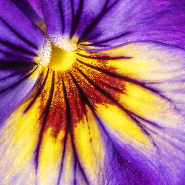 Pansy