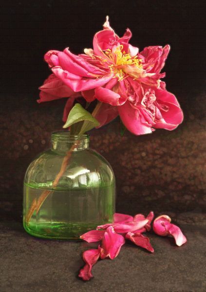 11 Peony Still Life