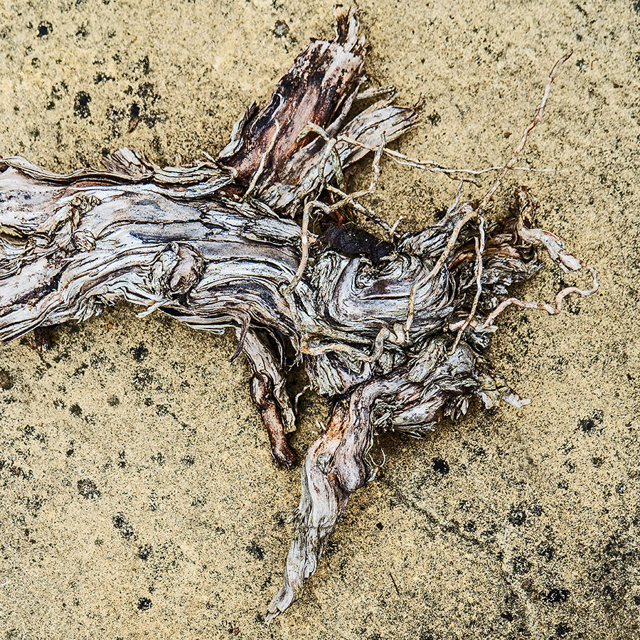 Rotten Root on an Old Flagstone