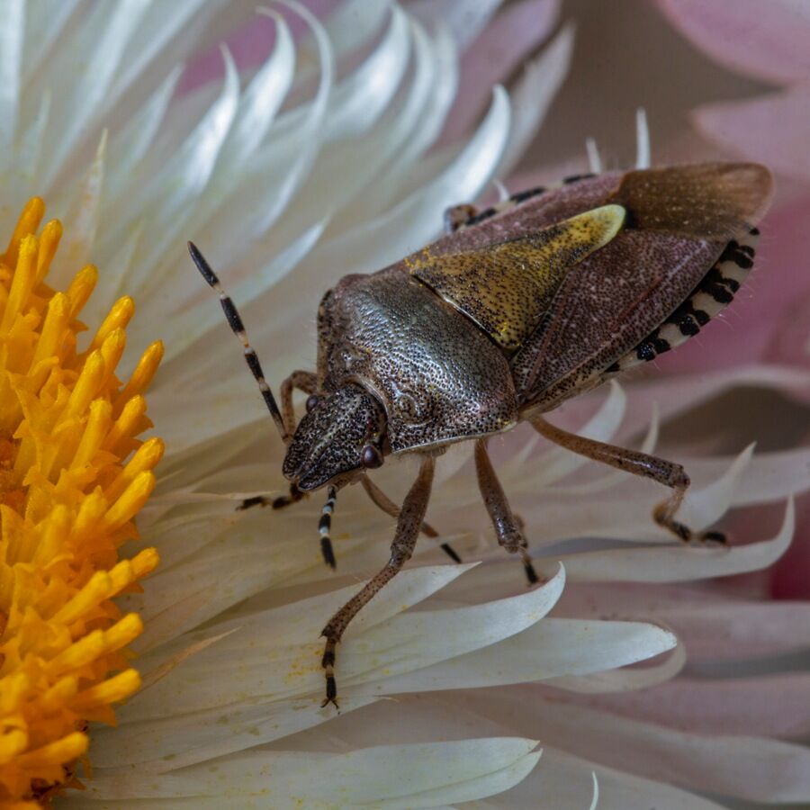 Sloe Bug