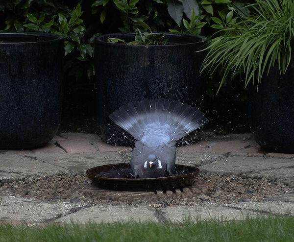 Splash