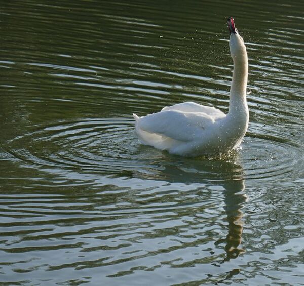 16 Swan Stretch