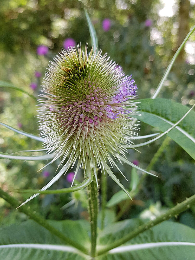 Teazel
