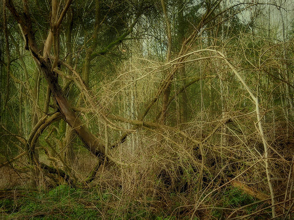 The green wood