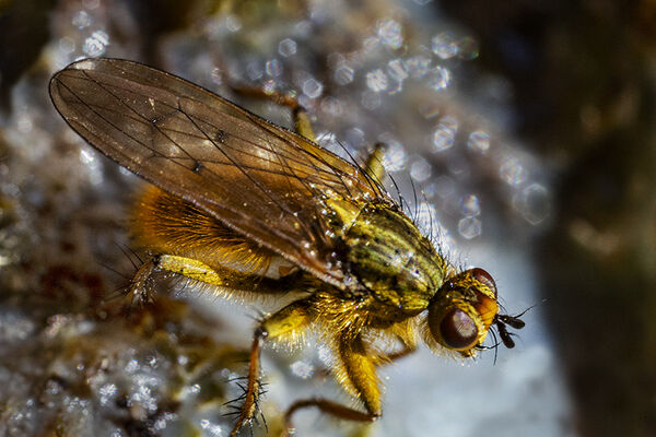Yellow dung fly female