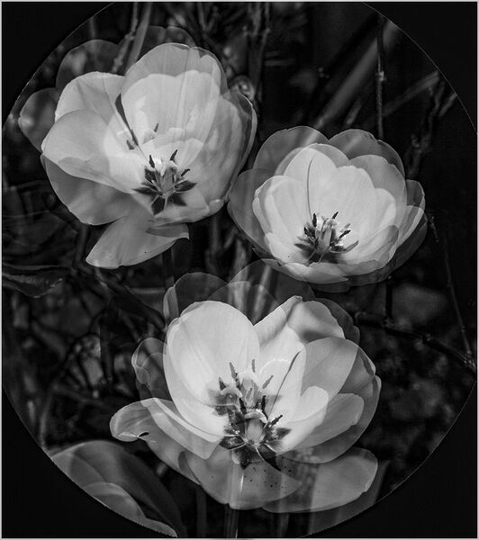 Yellow tulips (mono)