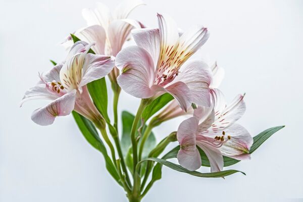 Alstroemeria