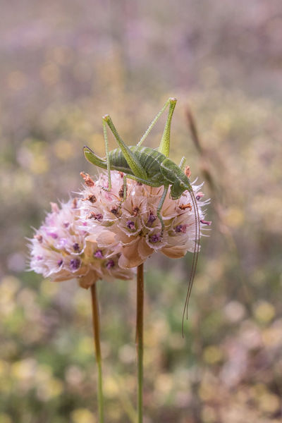 Field cricket
